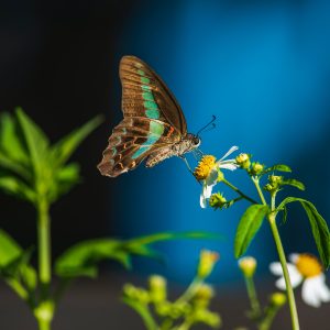 E-commerce Jewelry Photography