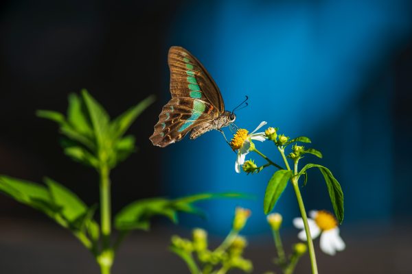 E-commerce Jewelry Photography